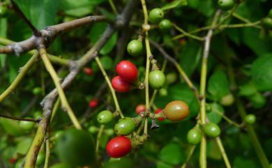 Lindera akoensis Hayata 內苳子