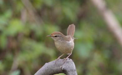 Horornis canturians canturians (Swinhoe, 1860) 遠東樹鶯(華中亞種)