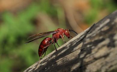 Polistes tenebricosus 赭褐長腳蜂