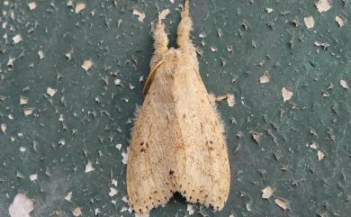 Calliteara angulata Hampson, 1895 角麗毒蛾