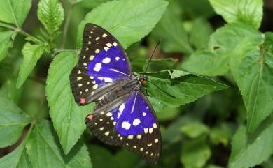 Sasakia charonda formosana Shirôzu, 1963 大紫蛺蝶