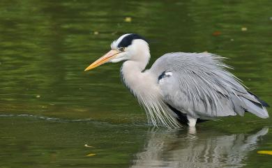 Ardea cinerea jouyi Clark, 1907 蒼鷺