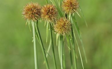 Rhynchospora rubra 刺子莞