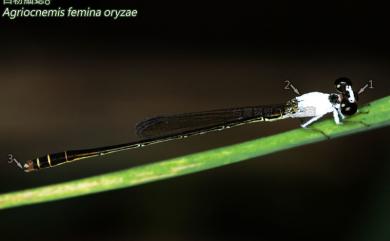 Agriocnemis femina oryzae Lieftinck, 1962 白粉細蟌