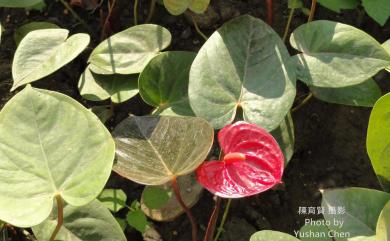 Anthurium andraeanum Linden ex André 花燭