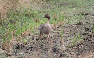 Anser serrirostris Swinhoe, 1871 凍原豆雁