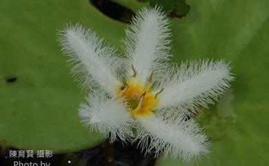 Nymphoides indica 印度莕菜