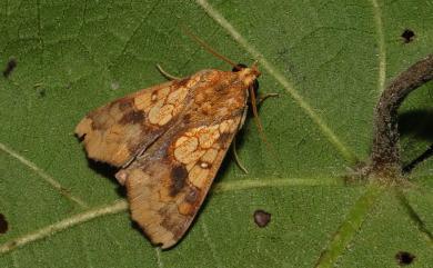 Cosmophila flava (Fabricius, 1775) 小造橋夜蛾