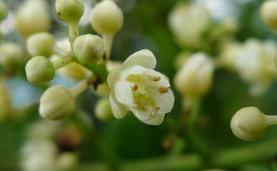 Turpinia formosana 山香圓