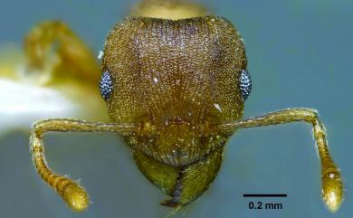 Rhoptromyrmex wroughtonii Forel, 1902 駱氏鼓家蟻