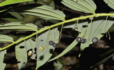 Polygonatum odoratum var. pluriflorum 萎蕤