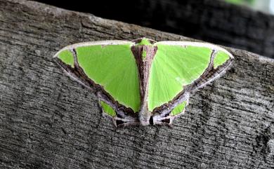 Agathia laetata (Fabricius, 1794) Y紋豔青尺蛾