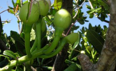 Barringtonia asiatica (L.) Kurz 棋盤腳樹