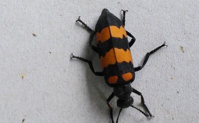 Hycleus phaleratus (Pallas, 1781) 大橫紋芫青