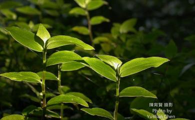 Tradescantia fluminensis 紫葉水竹草