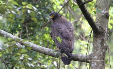 Spilornis cheela hoya Swinhoe, 1866 大冠鷲