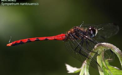 Sympetrum nantouensis Tang ,Yeh & Chen ,2013 纖紅蜻蜓