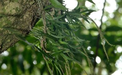 Oberonia arisanensis Hayata 阿里山莪白蘭