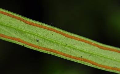 Haplopteris taeniophylla (Copel.) E.H.Crane 廣葉書帶蕨