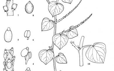 Peperomia pellucida (L.) Kunth 草胡椒