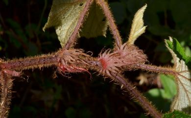 Rubus rufus Focke 棕紅懸鉤子