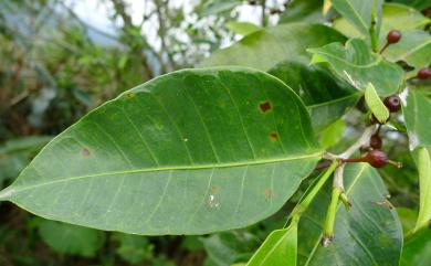 Ficus virgata 島榕