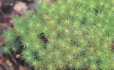 Bartramia ithyphylla Brid. 直葉珠苔