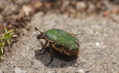 Gametis forticula formosana 臺灣小綠花金龜