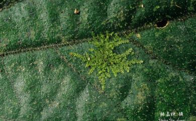 Leptolejeunea elliptica 尖葉薄鱗蘚