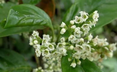 Maesa perlaria var. formosana 臺灣山桂花