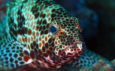 Epinephelus merra Bloch, 1793 網紋石斑魚