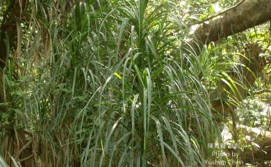 Freycinetia formosana 山露兜