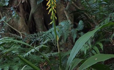 Styloglossum actinomorphum (Fukuy.) T.C. Hsu 輻形根節蘭