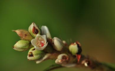 Persicaria pulchra (Blume) Soják 絨毛蓼