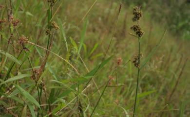 Fuirena umbellata 黑珠蒿