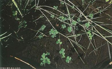 Marsilea minuta L. 田字草