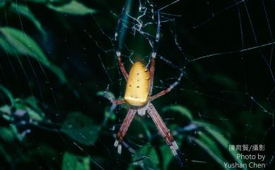 Argiope ocula Fox, 1938 眼點金蛛