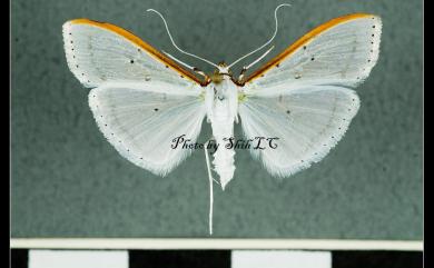 Palpita nigropunctalis (Bremer, 1864) 白蠟絹鬚野螟