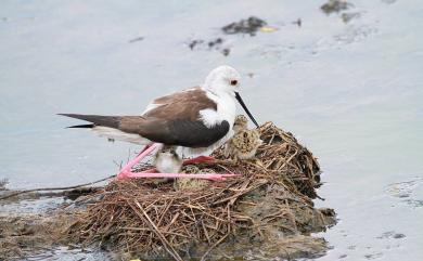 Himantopus himantopus (Linnaeus, 1758) 高蹺鴴