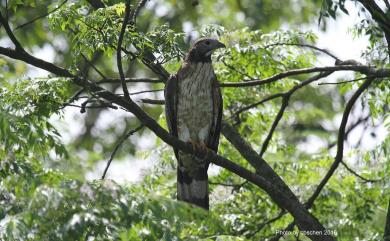 Pernis ptilorhynchus orientalis (Temminck, 1821) 東方蜂鷹