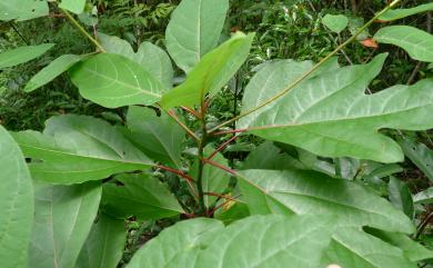 Sassafras randaiense 臺灣檫樹