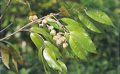 Castanopsis cuspidata var. carlesii (Hemsl.) T.Yamaz. 長尾尖葉櫧