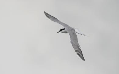 Sterna hirundo minussensis 燕鷗(蒙古亞種)