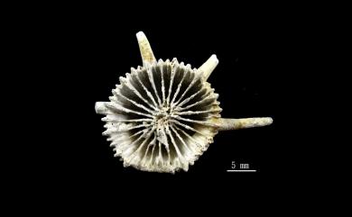 Stephanocyathus spiniger (Marenzeller, 1888) 棘形冠杯珊瑚