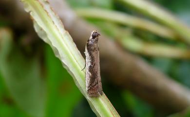 Aurana actiosella Walker, 1863