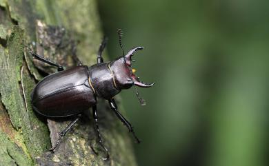 Lucanus kanoi piceus Kurosawa, 1966 漆黑深山鍬形蟲