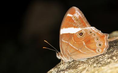 Lethe confusa Aurivillius, 1898 白帶黛眼蝶