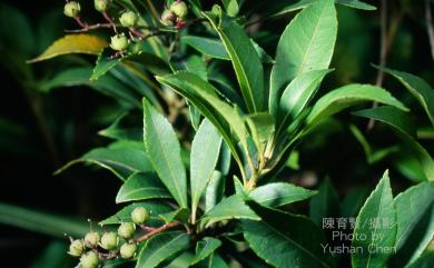 Pieris taiwanensis Hayata 台灣馬醉木