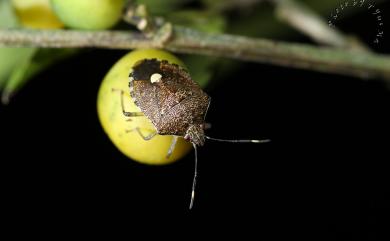 Tolumnia latipes (Dallas, 1851) 點椿象