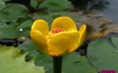 Nuphar pumila (Timm) DC. 臺灣萍蓬草